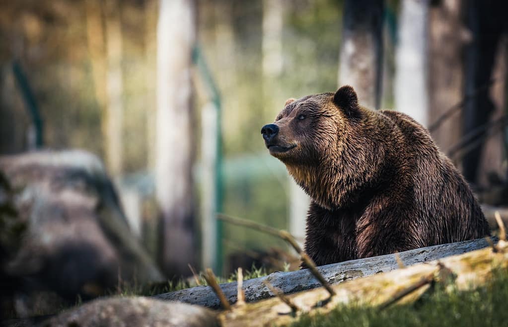 The Irresistible Continental Divide Trail A large brown bear sits on the ground near a fallen log in a forested area, with blurred trees and greenery in the background.