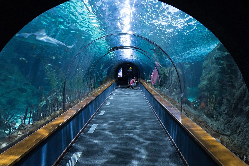 25 Best Places to Visit in Chicago: Ultimate Guide to the Windy City's Top Attractions (2025) Shark Tunnel 473012 1280 1024x682